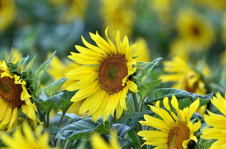 flowers-8164472_1280